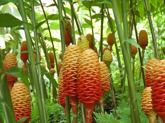 Koinei te ahua o te tipu ginger